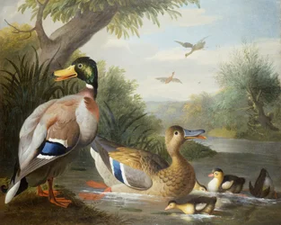 Canards dans un paysage fluvial